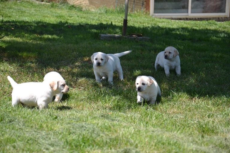 De La Cité Des Arcuires - Labrador Retriever - Portée née le 25/04/2014