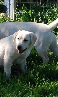 De La Cité Des Arcuires - Labrador Retriever - Portée née le 20/09/2015